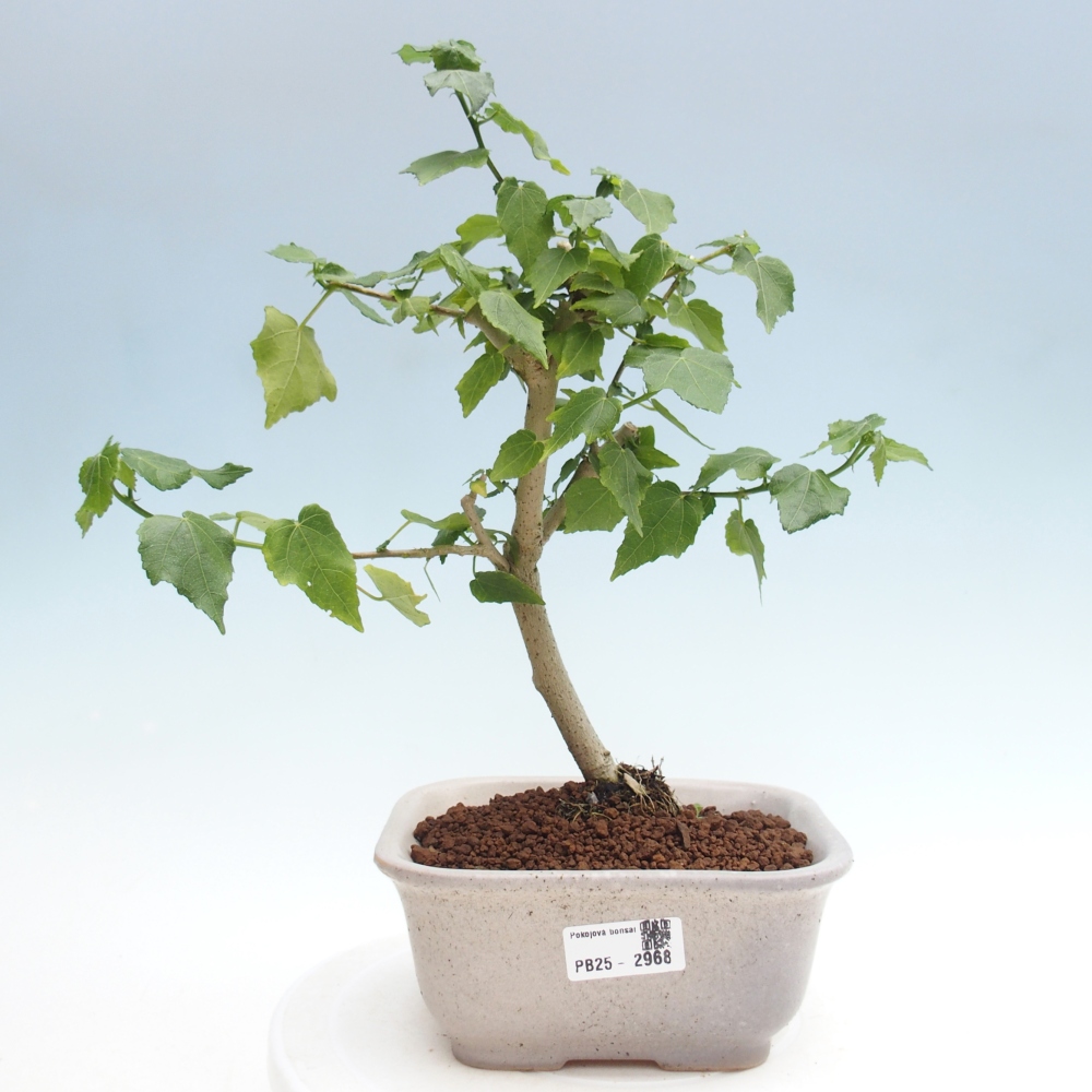 Zimmerbonsai - Malvaviscus arboreus