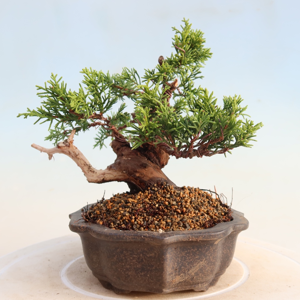 Bonsai für draußen - Juniperus chinensis Itoigawa