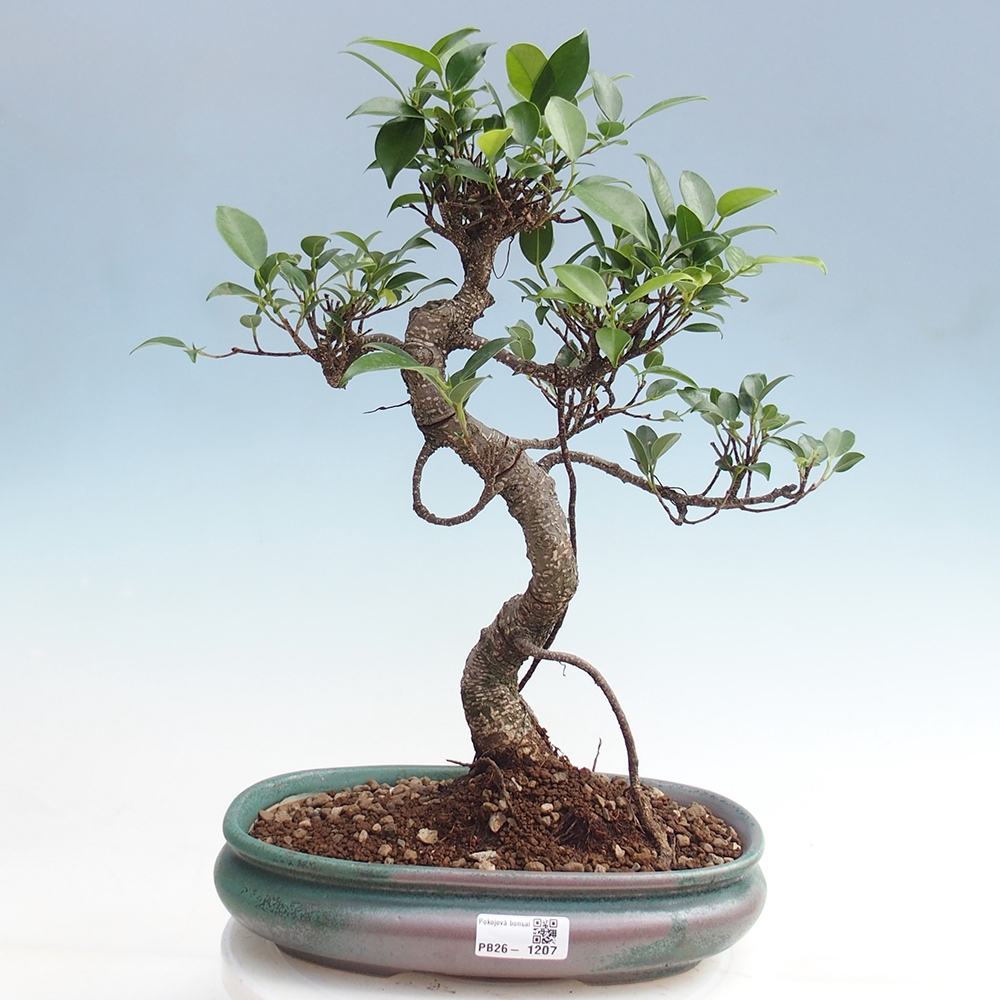 Zimmerbonsai - Ficus kimmen - Kleinblättriger Ficus