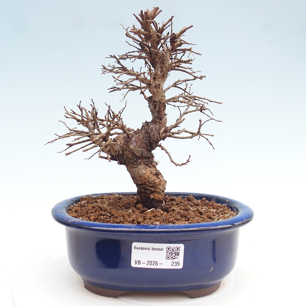 Bonsai für draußen - Zelkova - Zelkova NIRE