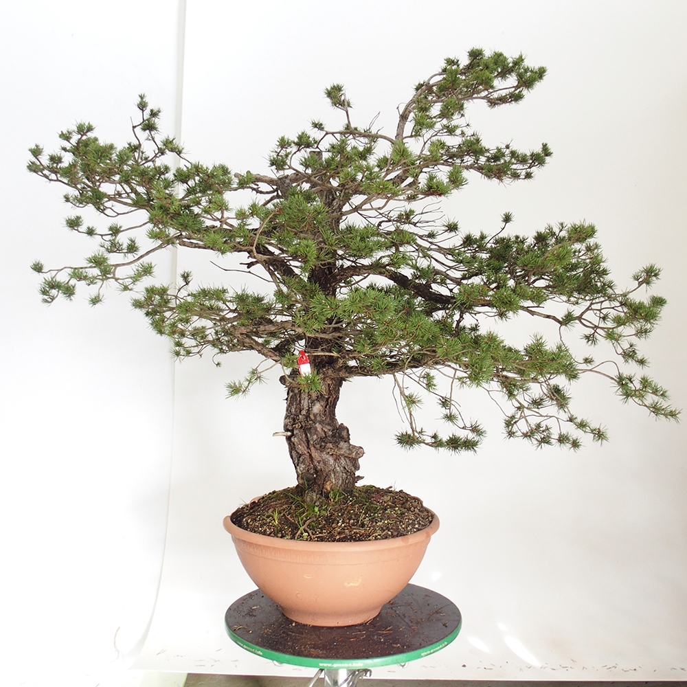 Yamadori - Pinus sylvestris Spanien