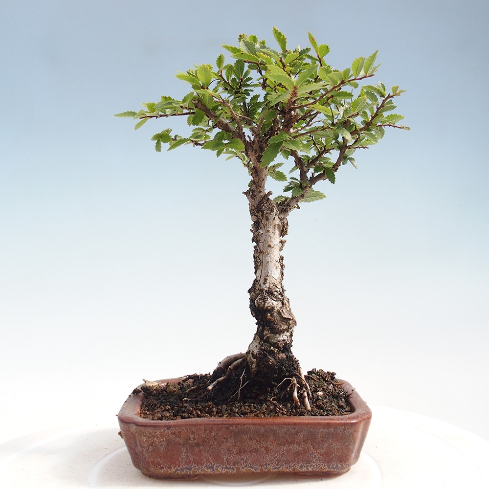 Bonsai für draußen - Zelkova - Zelkova NIRE