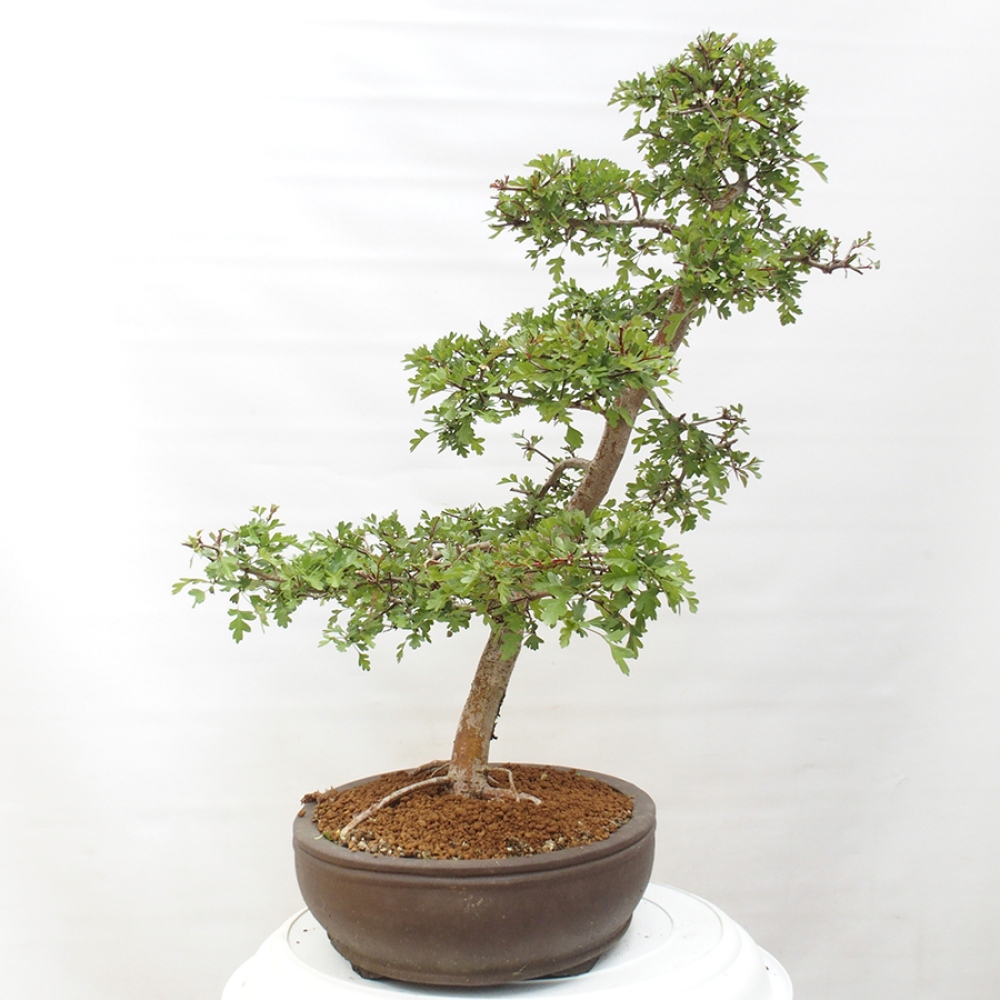 Bonsai für draußen - Weißdorn - Crataegus monogyna