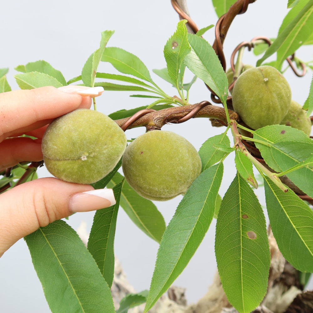 Bonsai im Freien – Prunus dulcis – Gewöhnlicher Mandelbaum