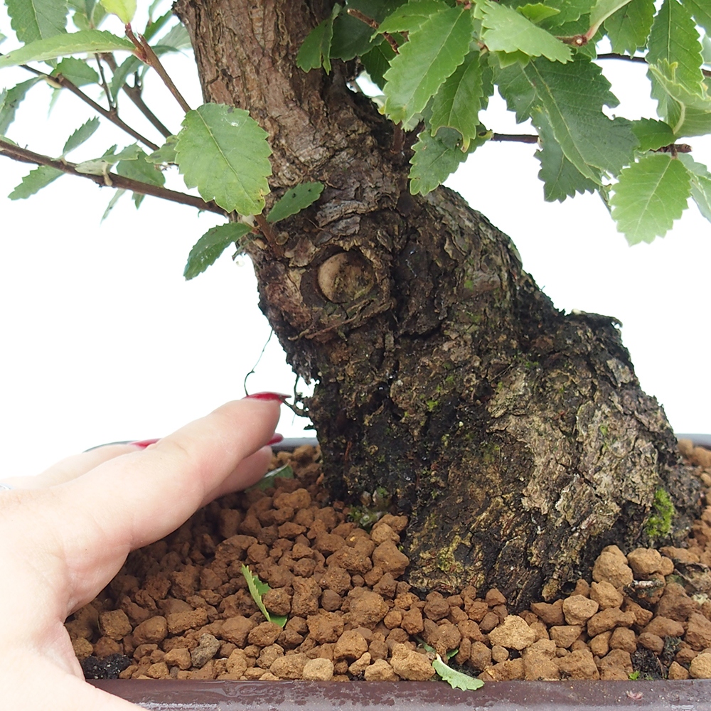Bonsai für draußen - Zelkova - Zelkova NIRE