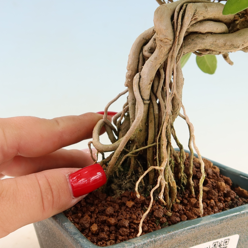 Zimmerbonsai - Premna serratifolia - Kozlovna malolista