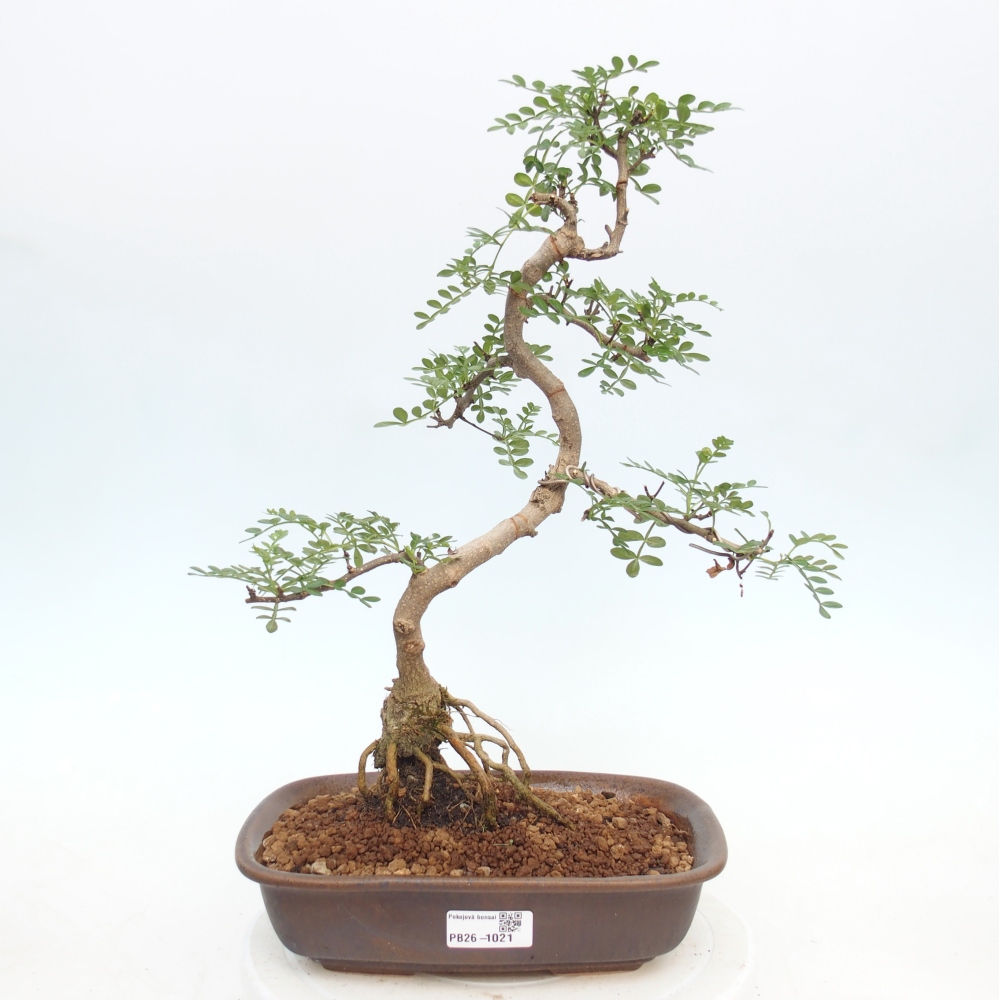 Zimmer Bonsai - Zantoxylum piperitum - Pfefferbaum
