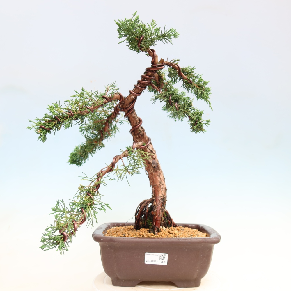 Bonsai für draußen - Juniperus chinensis Kishu