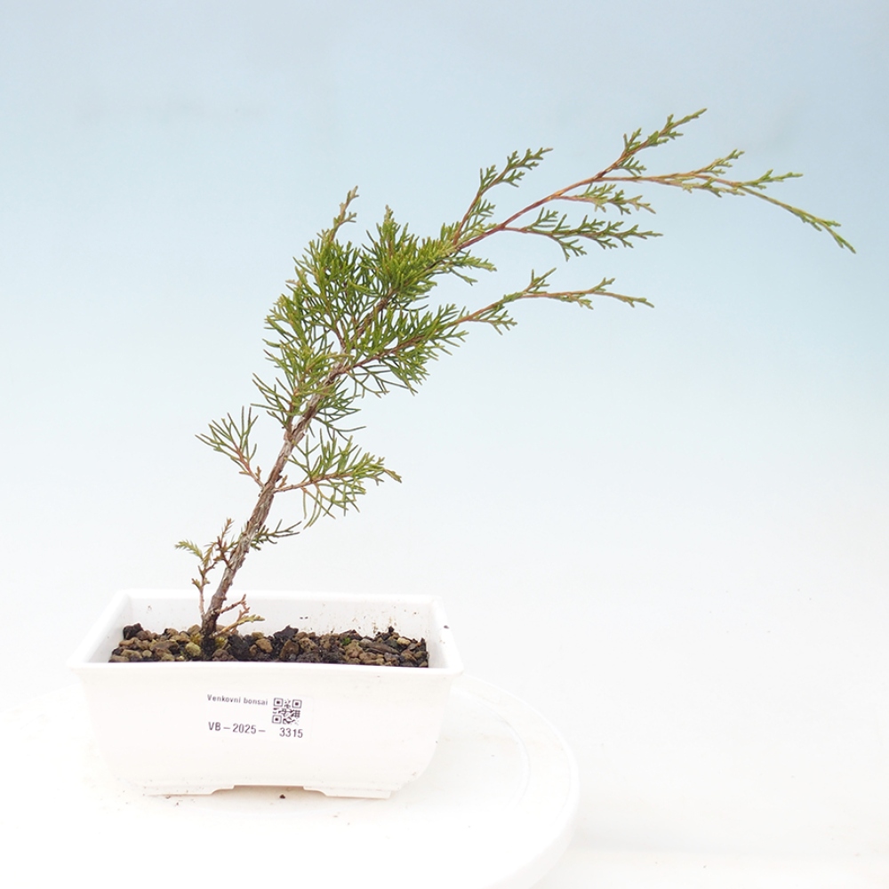 Bonsai für draußen - Juniperus chinensis Itoigawa