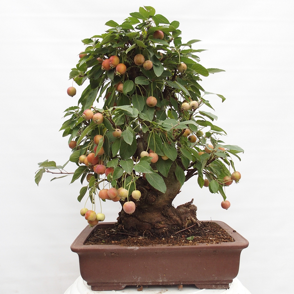 Outdoor-Bonsai -Malus halliana - Kleinfrüchtiger Apfelbaum
