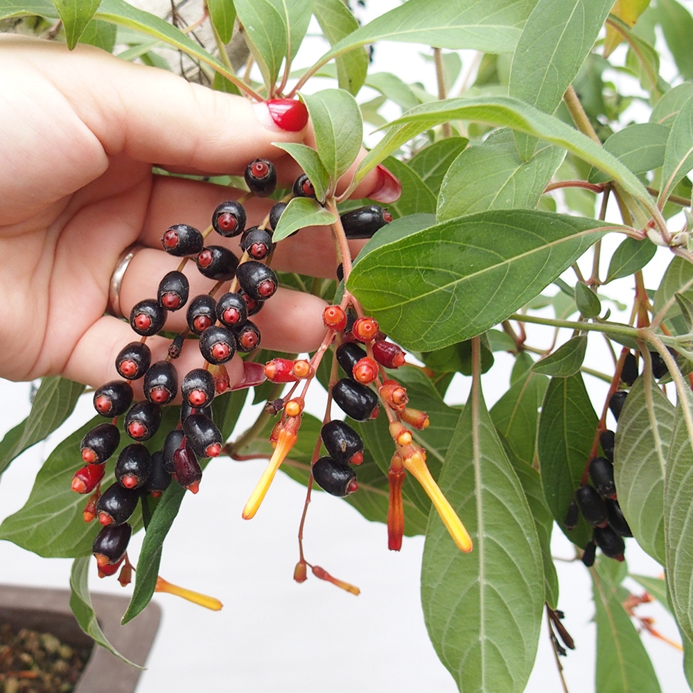 Zimmer Bonsai - Hamelia Patent