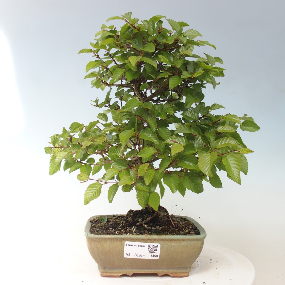 Bonsai für draußen -Carpinus CARPINOIDES - Koreanische Hainbuche