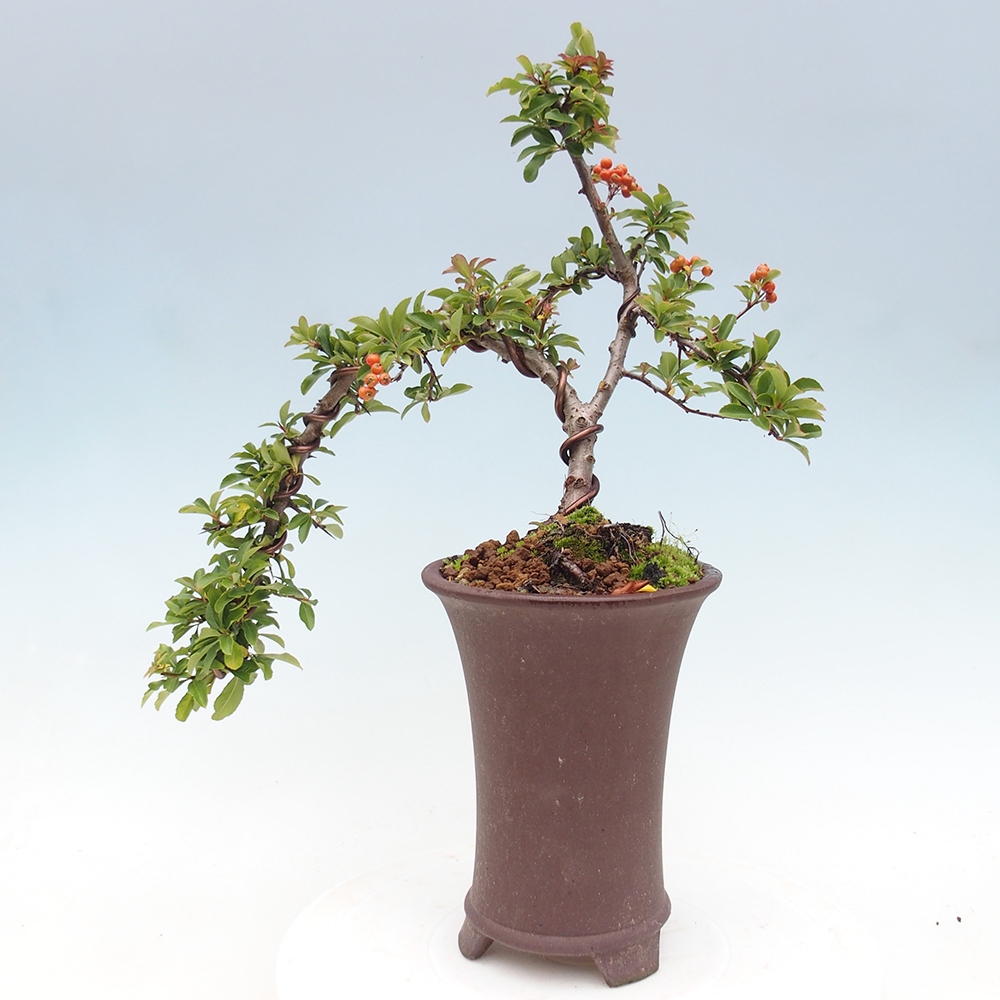 Freiland-Bonsai-Pyracantha Teton -Hlox