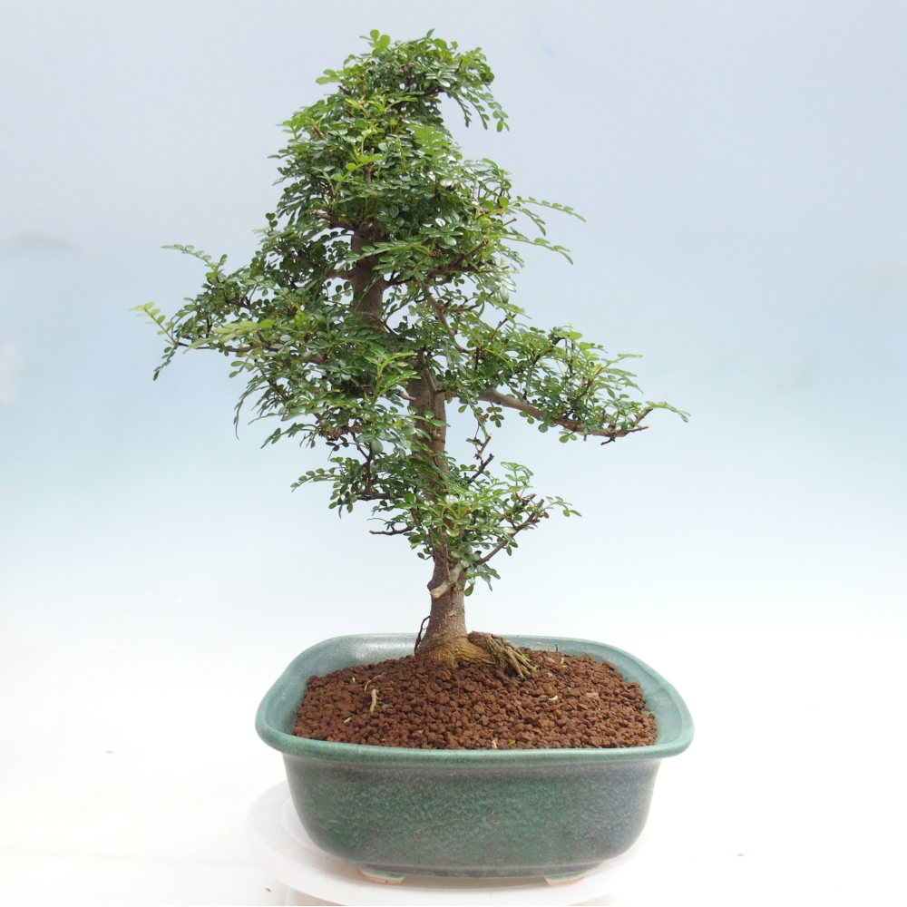 Zimmer Bonsai - Zantoxylum piperitum - Pfefferbaum