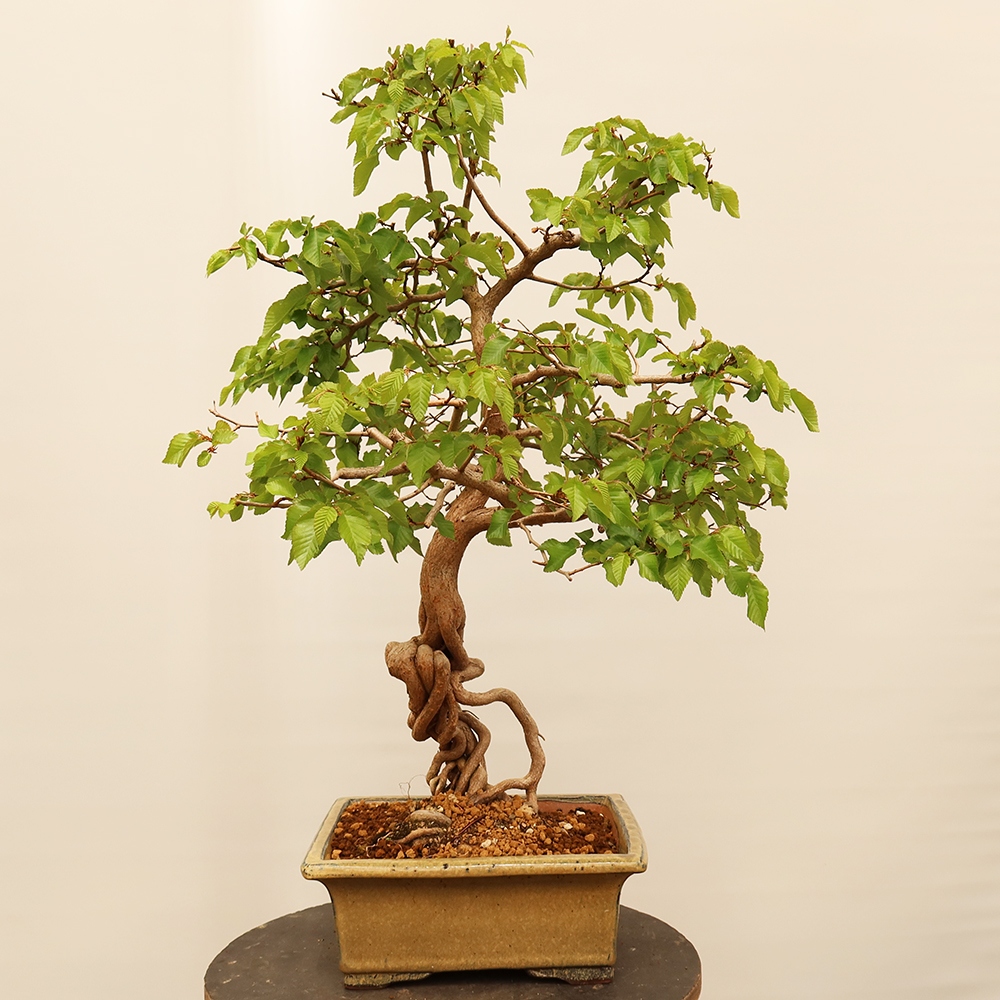 Bonsai für draußen - Karpinus Coreana - Koreanische Hainbuche