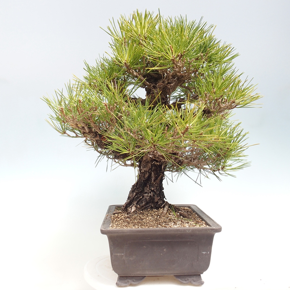 Bonsai für draußen - Pinus thunbergii - Thunberg-Kiefer