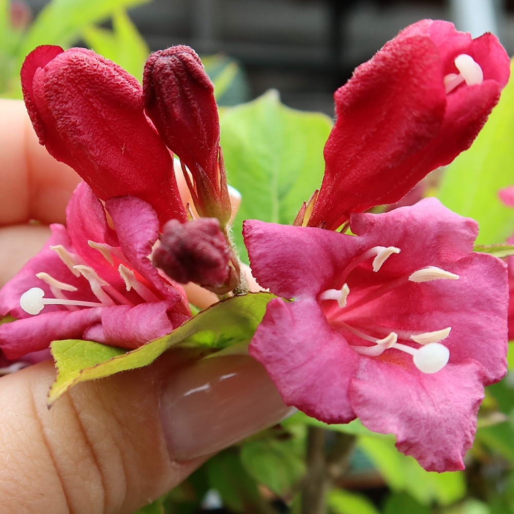 Freiland-Bonsai – Weigela subsessilis – Koreanische Weigela