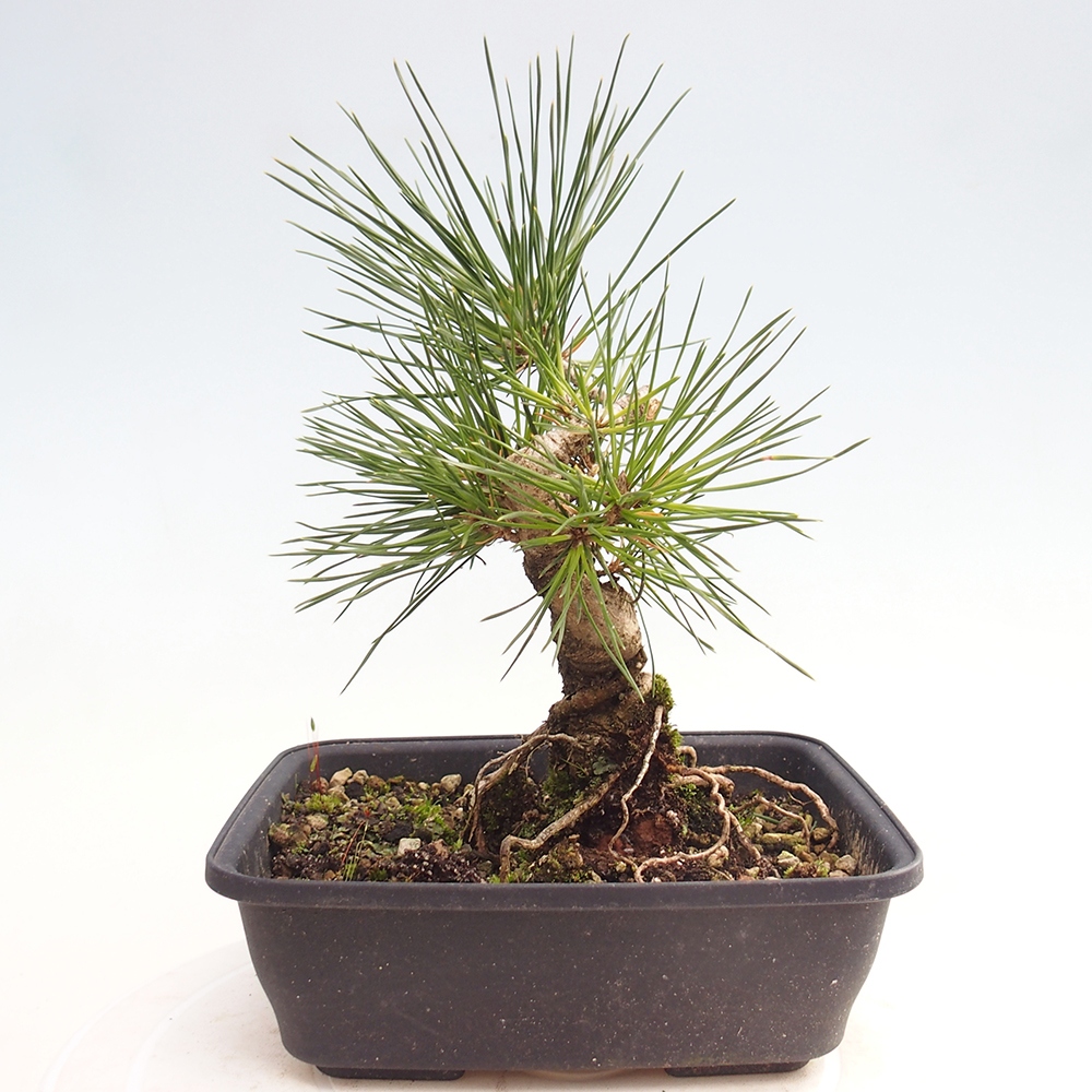 Bonsai für draußen - Pinus thunbergii - Thunberg-Kiefer