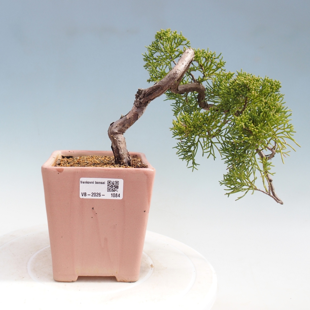 Bonsai für draußen - Juniperus chinensis Kishu