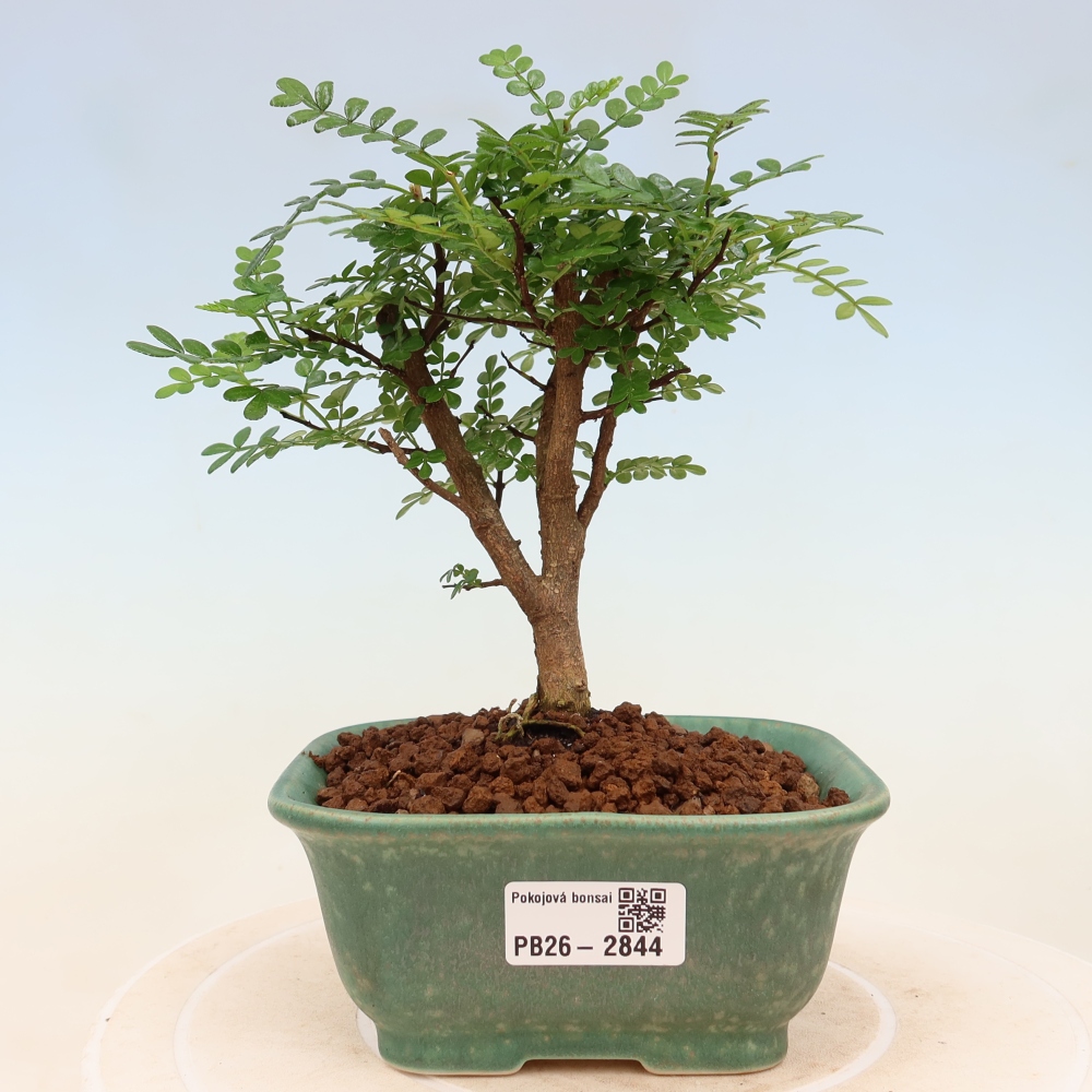 Zimmer Bonsai - Zantoxylum piperitum - Pfefferbaum