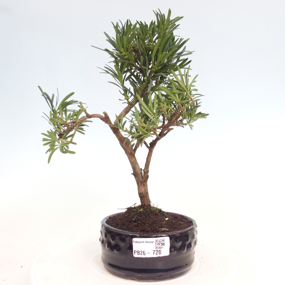 Zimmerbonsai - Podocarpus - Stein-Eibe