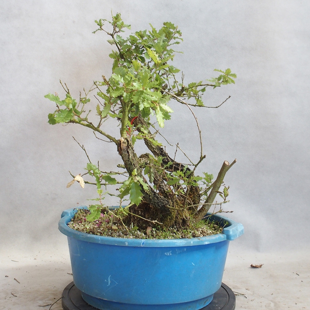 Außenbonsai Quercus Cerris - Eiche Cer
