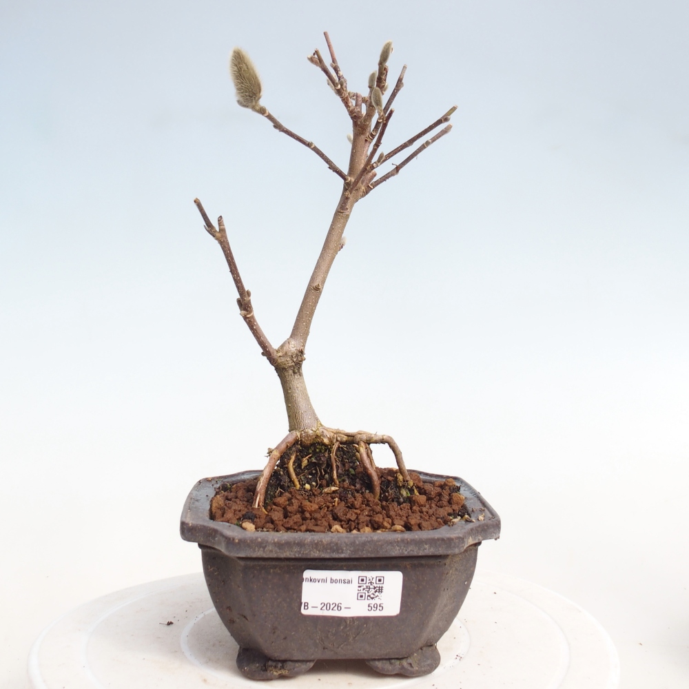 Bonsai für draußen - Magnolia stellata