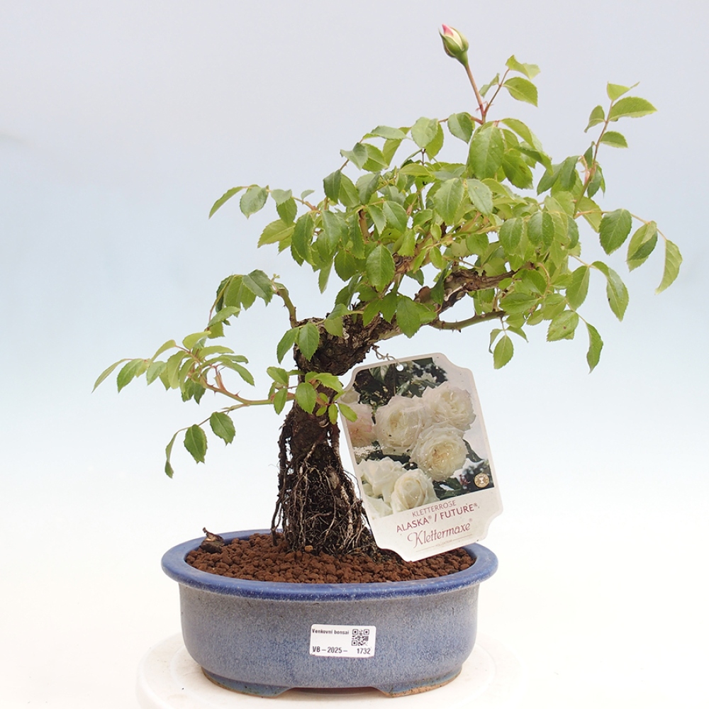 Bonsai für draußen - Rosa Kordes - Rose