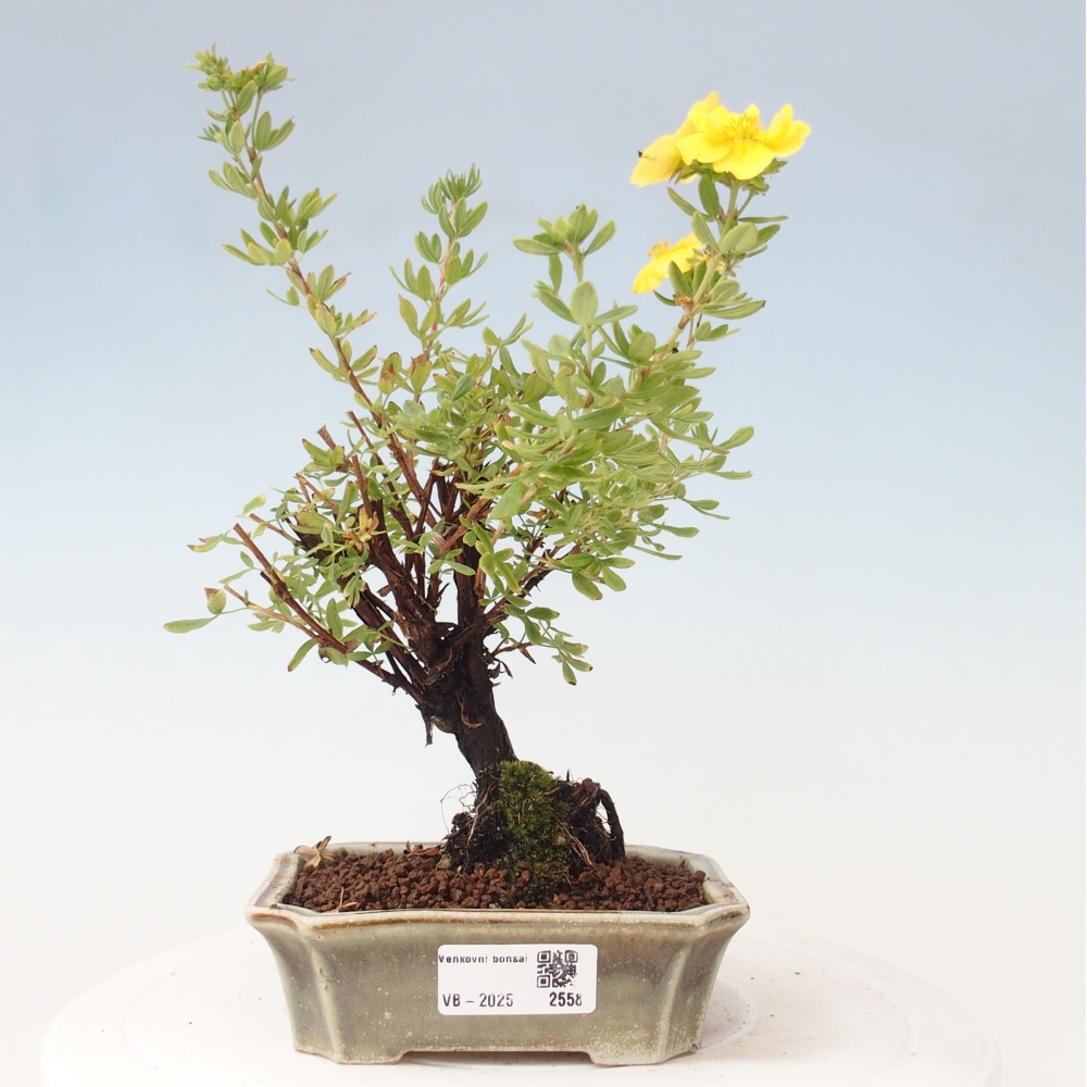 Bonsai für draußen - Potentila fruticosa gelber Vogel