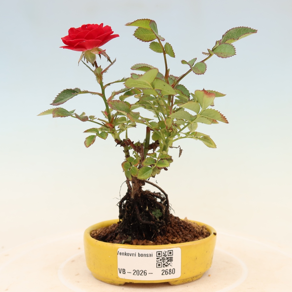 Bonsai für draußen - Rosa Kordes - Rose