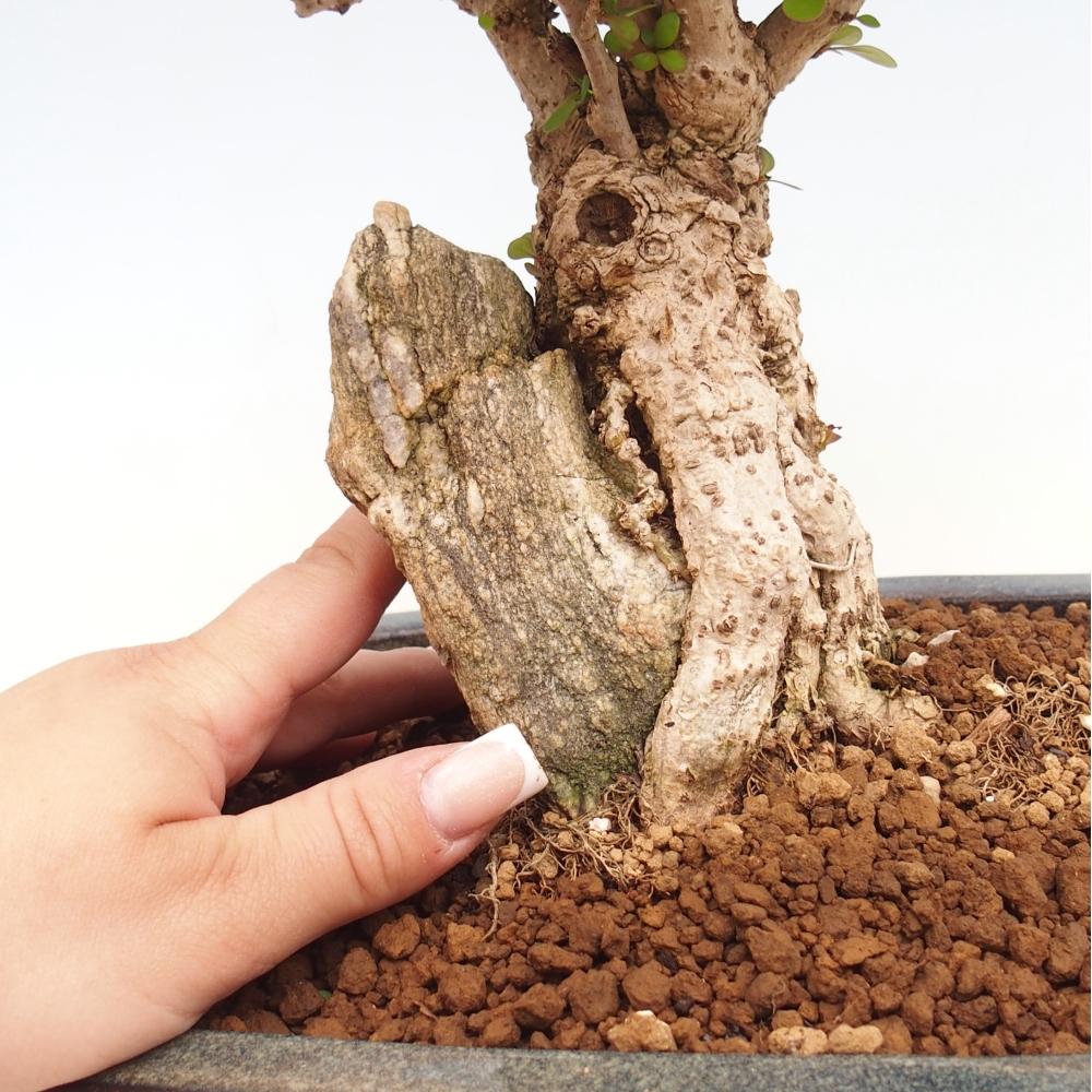 Bonsai für draußen - Berberis coreana