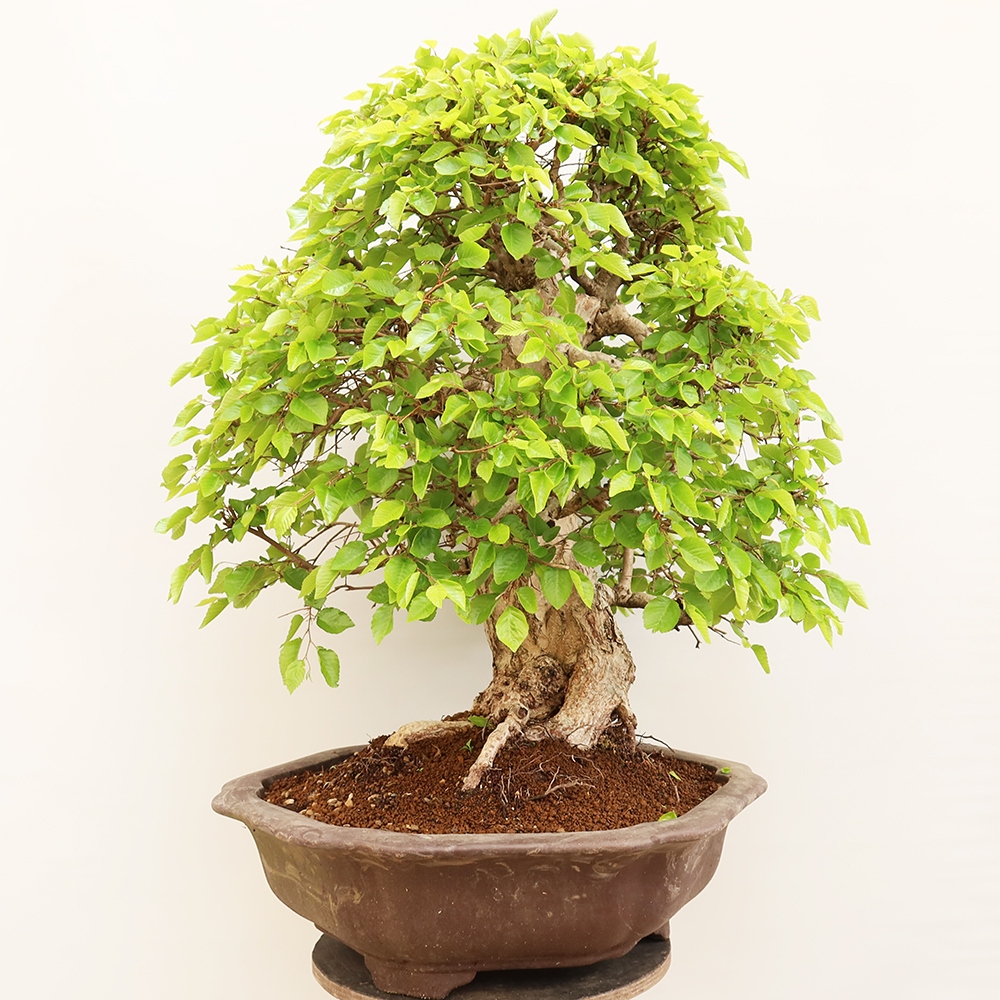 Bonsai für draußen - Karpinus Coreana - Koreanische Hainbuche