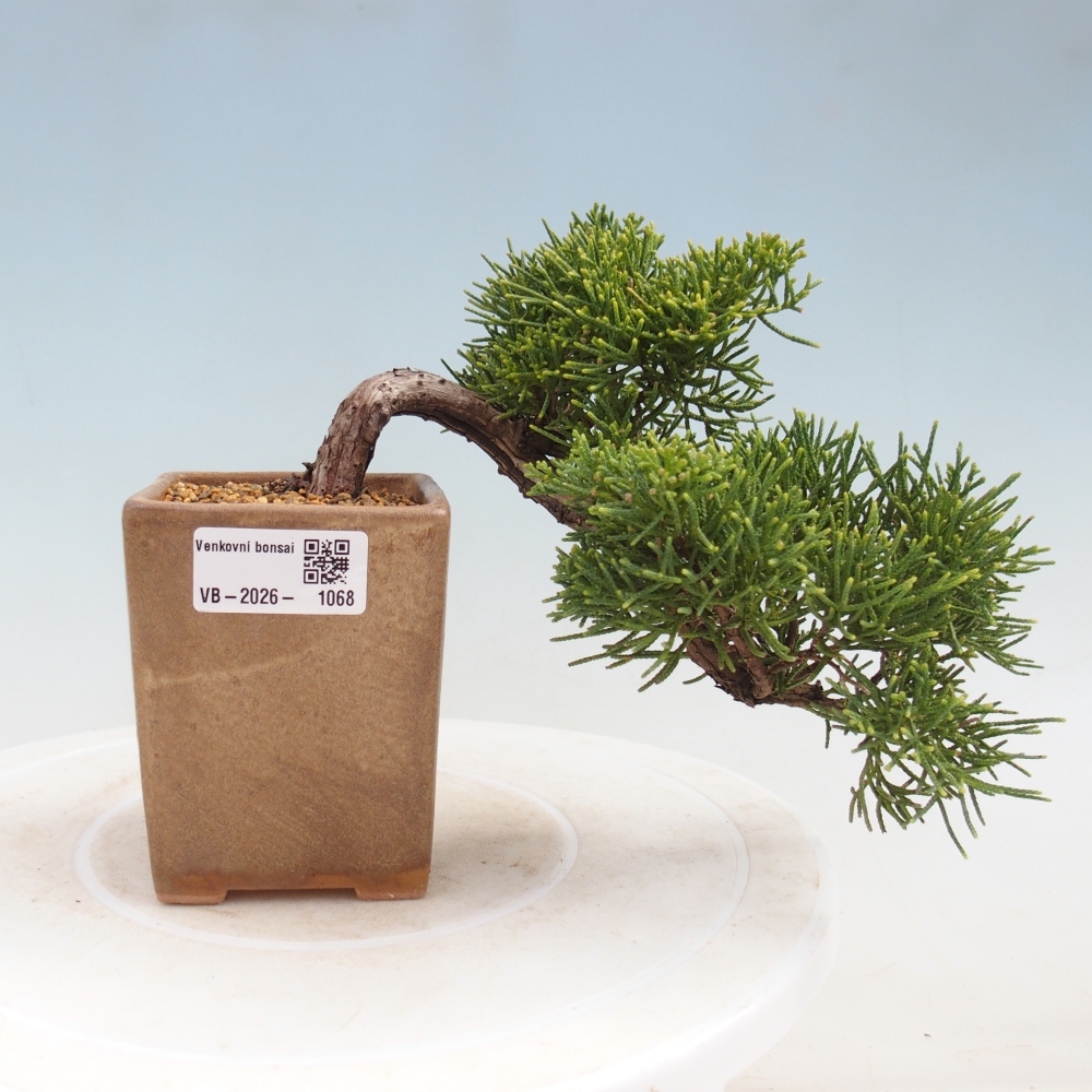 Bonsai für draußen - Juniperus chinensis Kishu