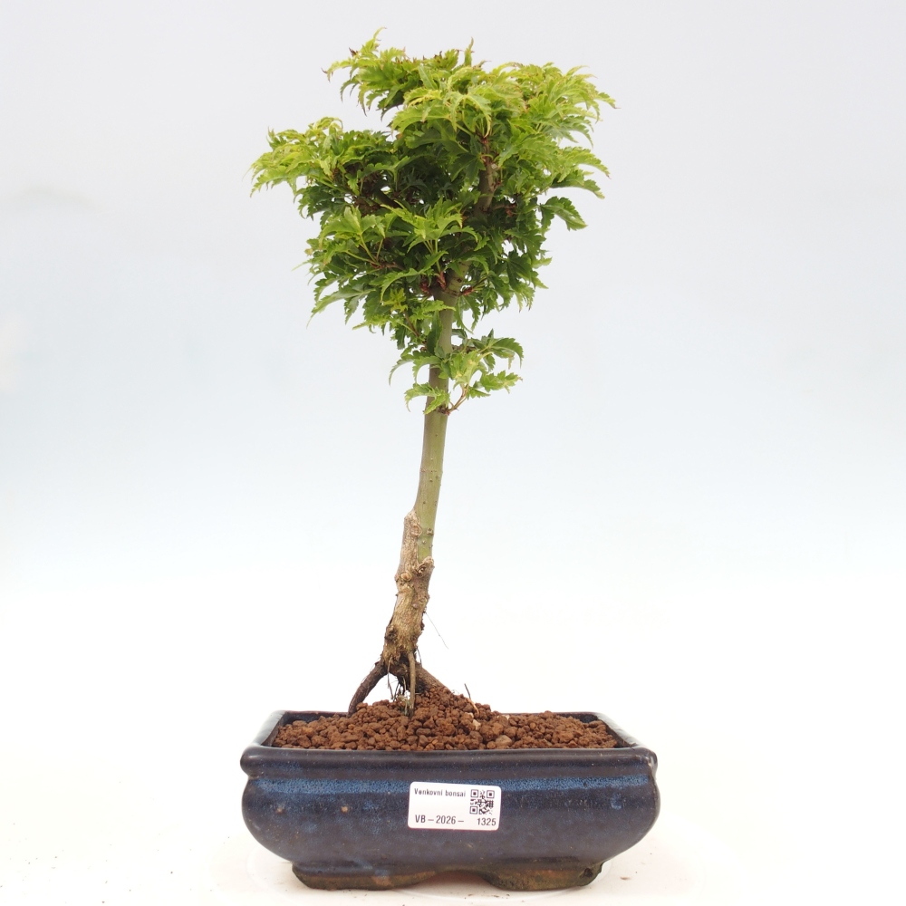 Bonsai für draußen -Javor-Palme Acer palmatum Shishigashira