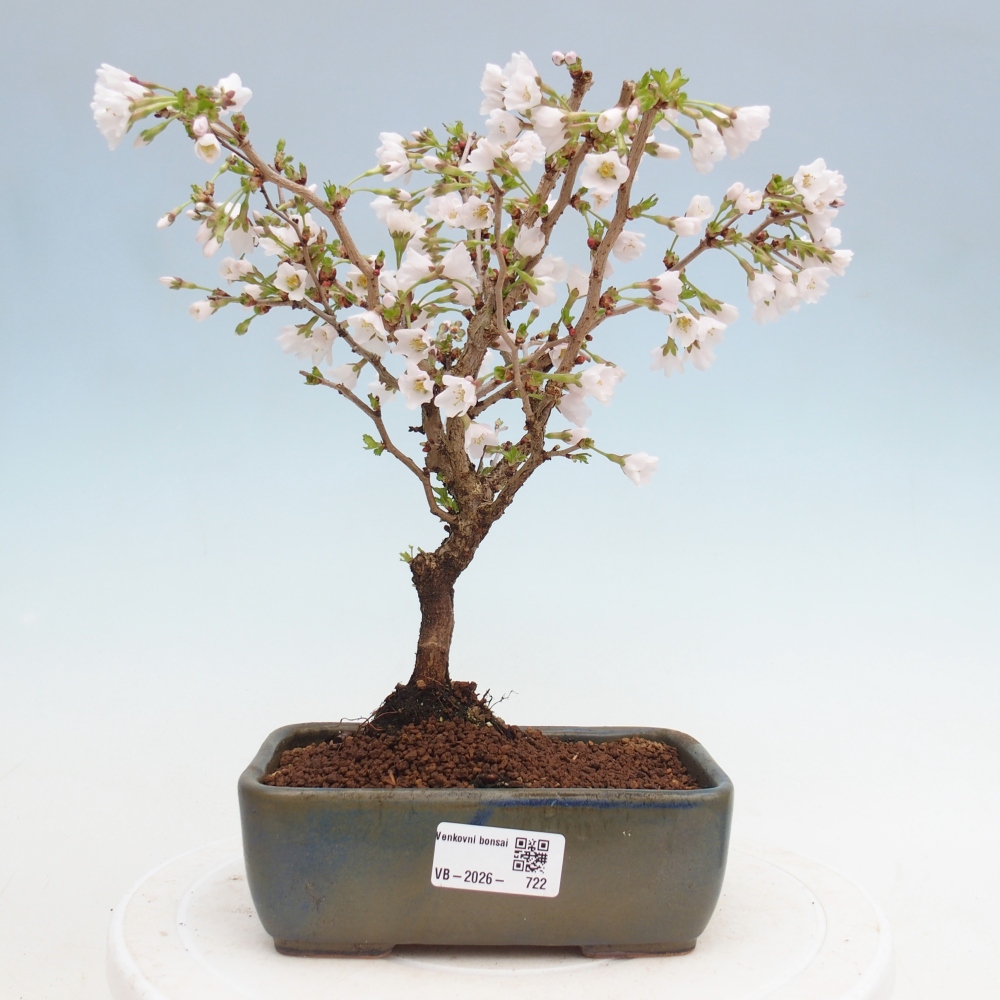 Bonsai für draußen - Prunus incisa Kojou-no mai-Plivon ausgeschnitten