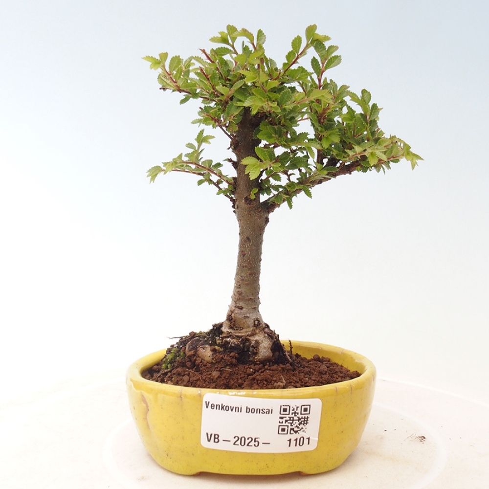 Bonsai für draußen - Ulmus parvifolia Sagei - Kleinblättrige Ulme