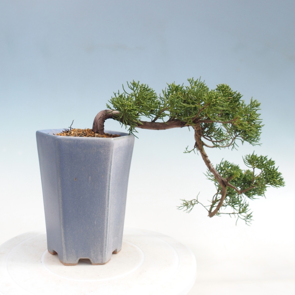 Bonsai für draußen - Juniperus chinensis Kishu