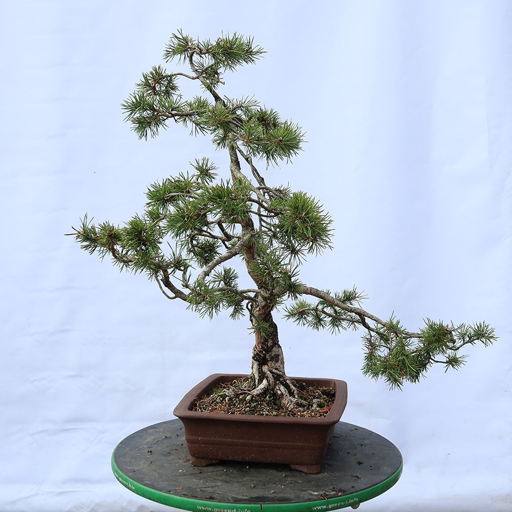 Pinus sylvestris Spanien – Waldkiefer