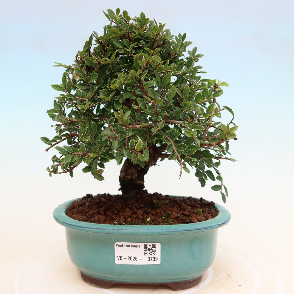 Bonsai für draußen - Zelkova - Zelkova NIRE