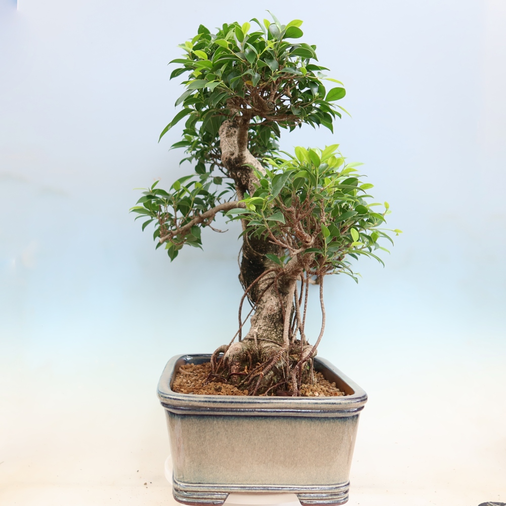 Zimmerbonsai - Ficus kimmen - Kleinblättriger Ficus
