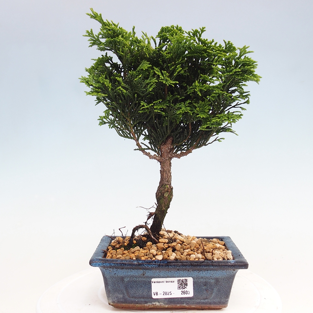 Bonsai für draußen - Cham.pis obtusa Nana Gracilis - Zypresse