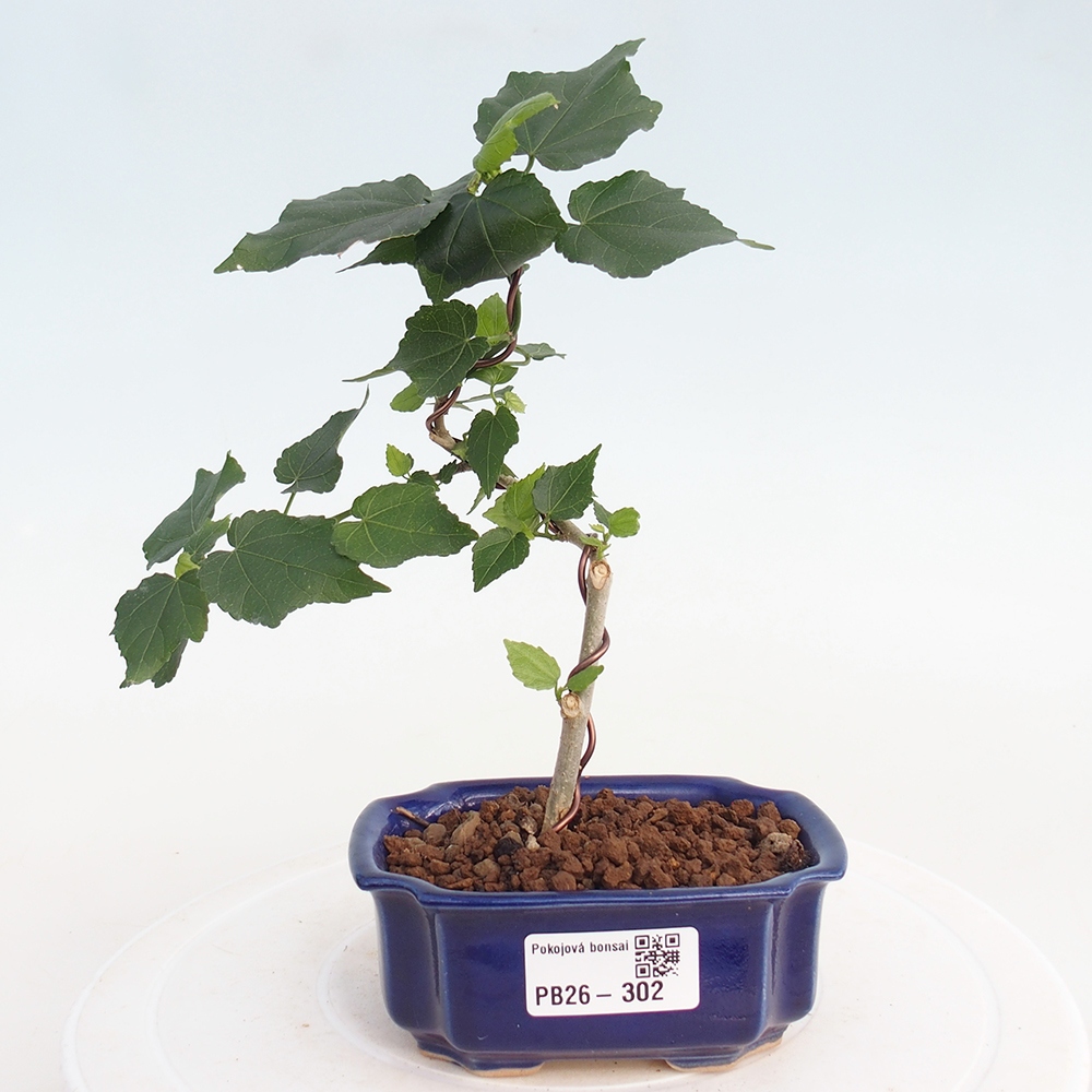 Zimmerbonsai - Malvaviscus arboreus