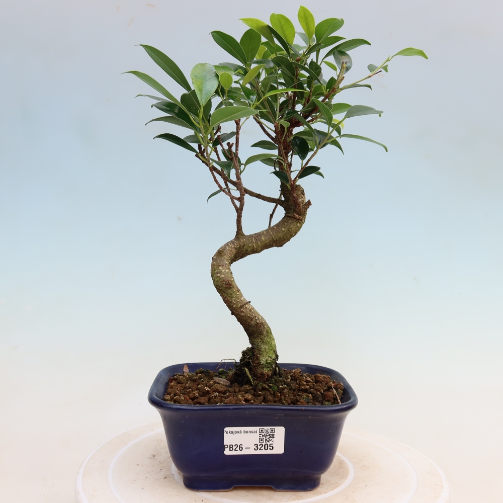 Zimmerbonsai - Ficus kimmen - Kleinblättriger Ficus
