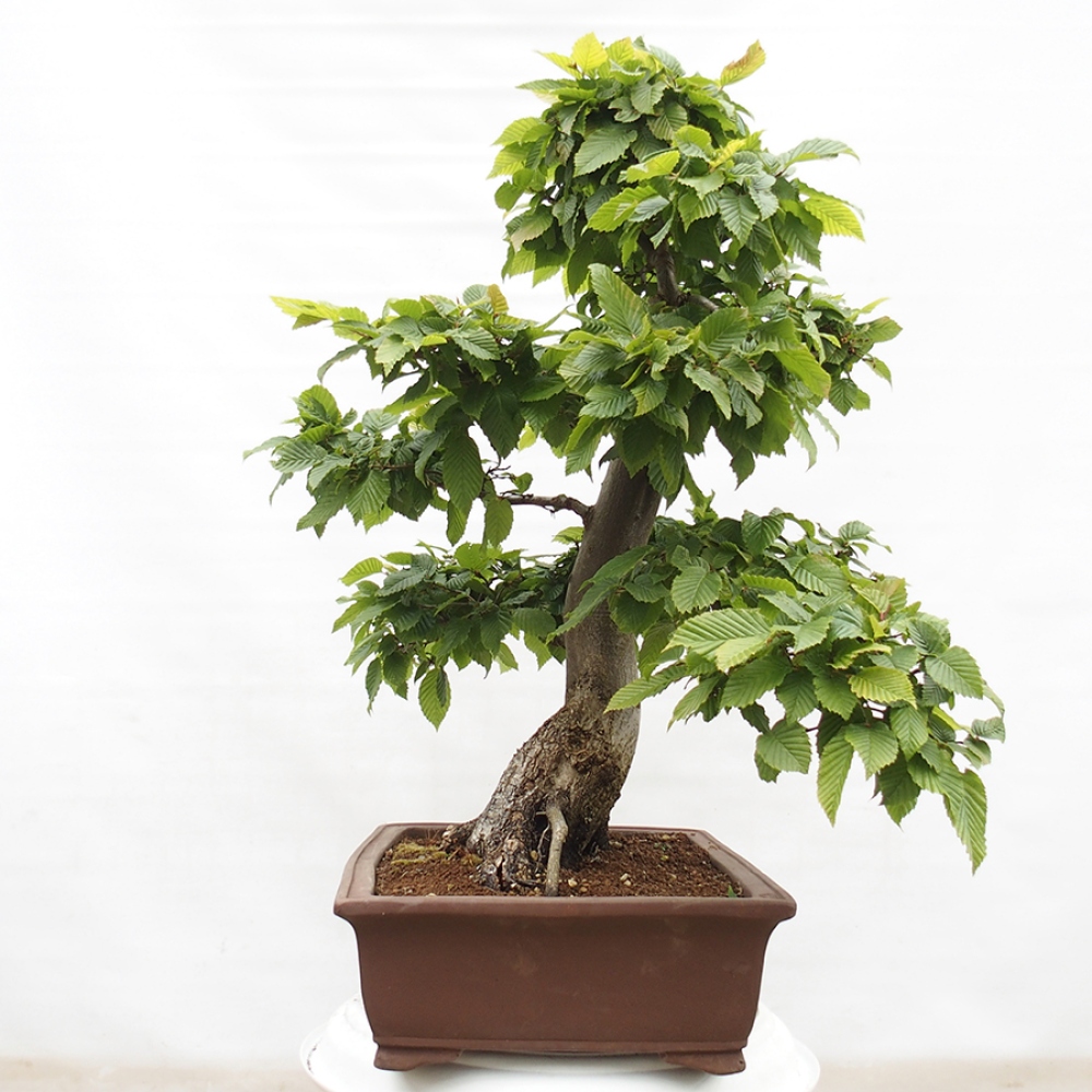 Bonsai für draußen - Hainbuche - Carpinus betulus