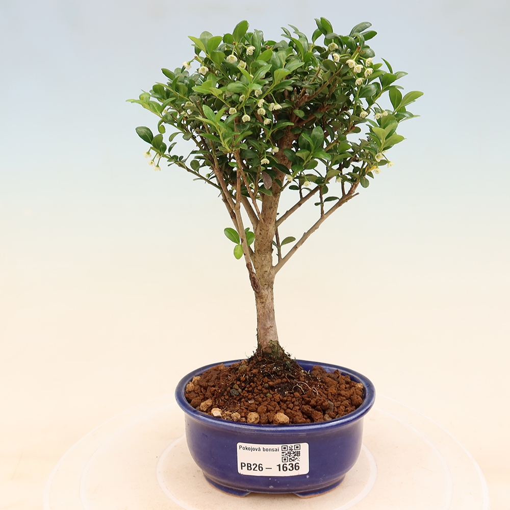 Zimmer Bonsai - Ilex crenata - Stechpalme