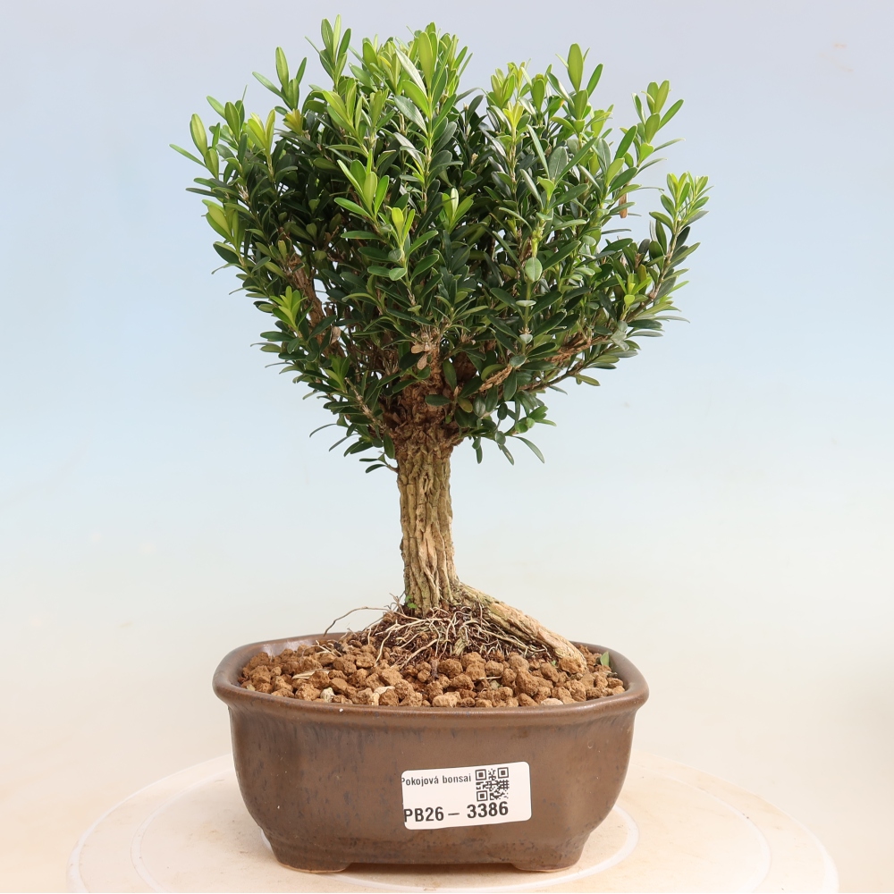 Zimmer Bonsai - Buxus harlandii - Korkbuxus