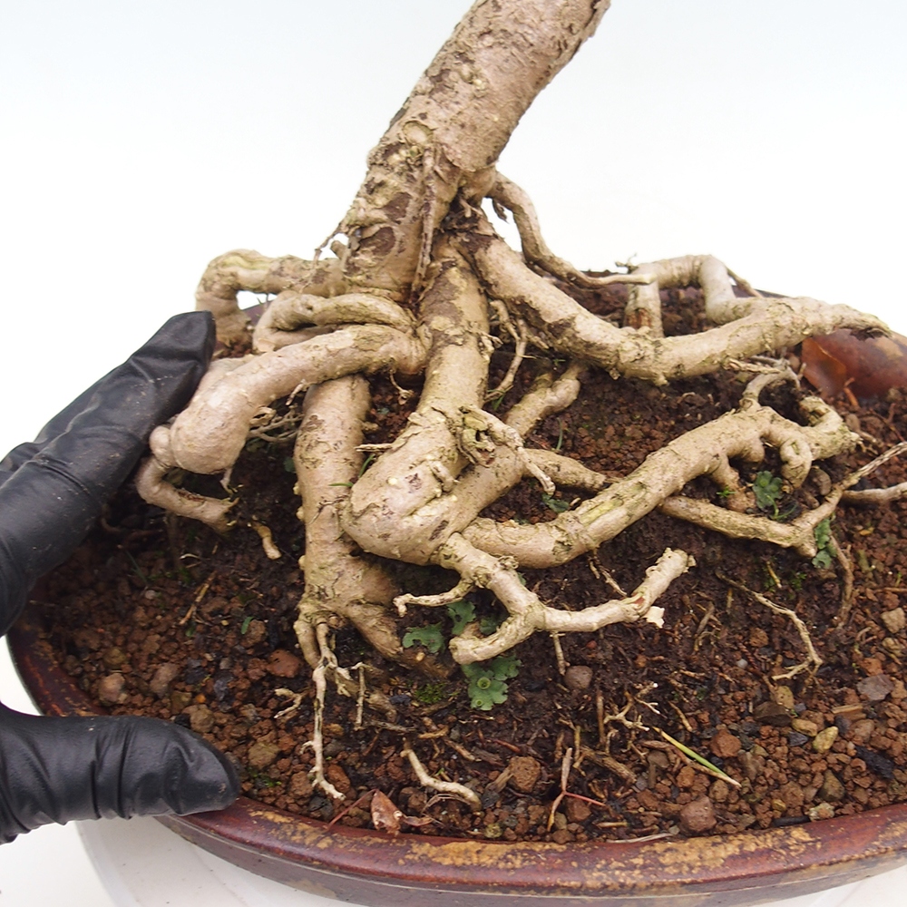 Bonsai für draußen - Ginkgo biloba - Ginkgo biloba