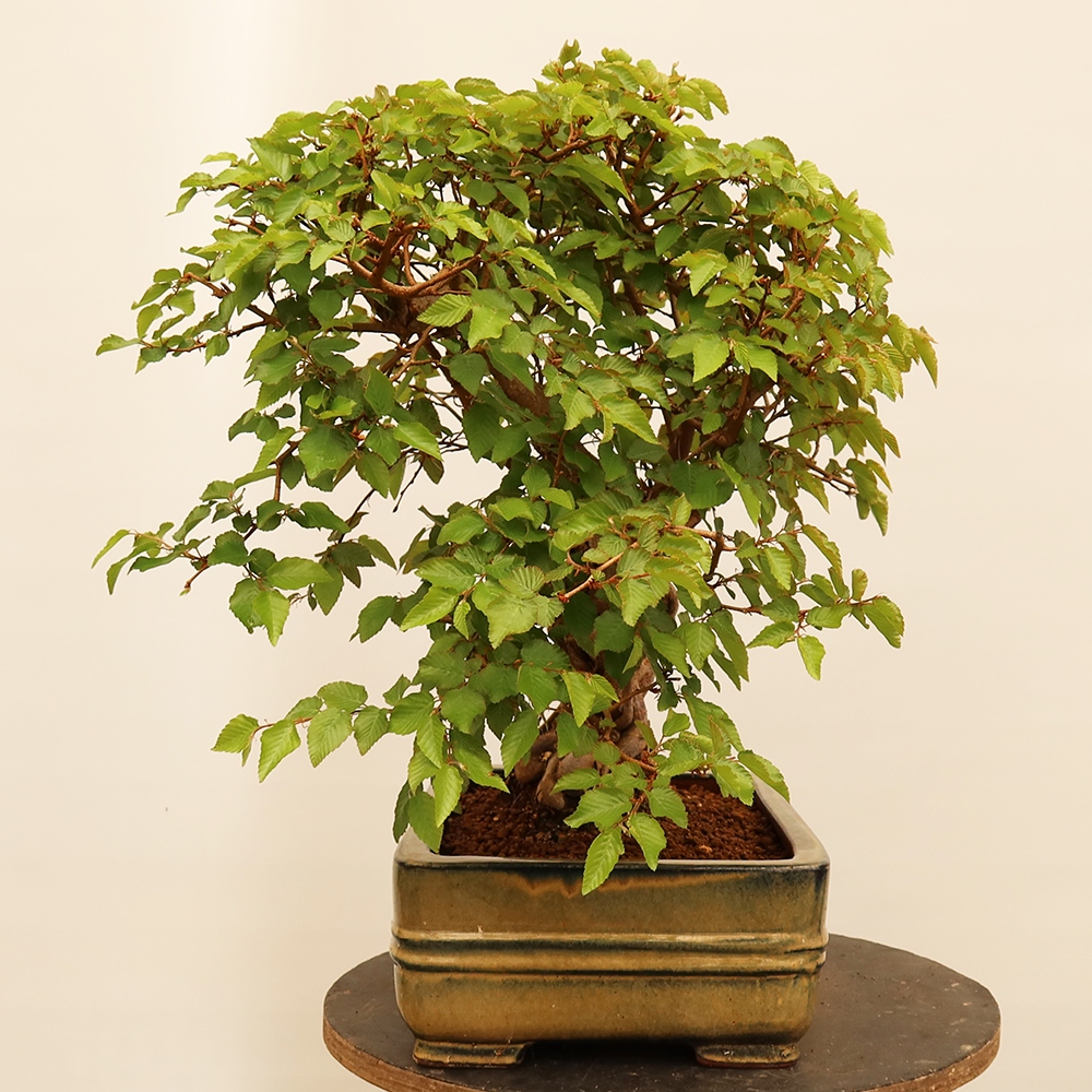 Bonsai für draußen - Karpinus Coreana - Koreanische Hainbuche