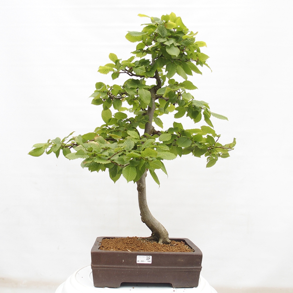 Bonsai für draußen - Hainbuche - Carpinus betulus