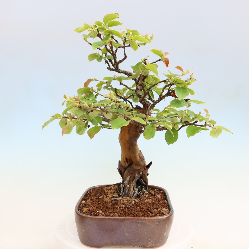 Bonsai für draußen - Pseudocydonia sinensis - Chinesische Quitte
